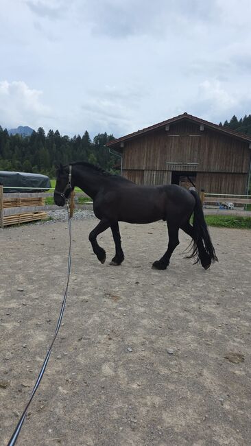 Braver 11 jähriger Friese, Magdalena Heim , Horses For Sale, Isny im Allgäu, Image 3