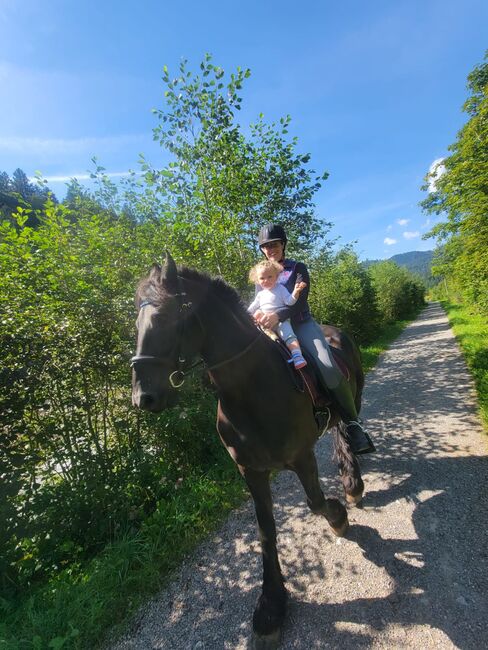Braver 11 jähriger Friese, Magdalena Heim , Horses For Sale, Isny im Allgäu, Image 6