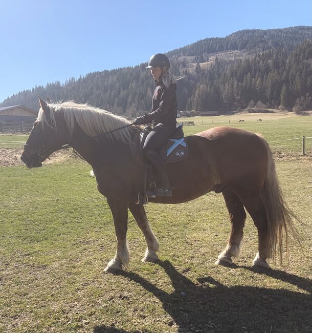 Braver Noriker Wallach, Anna Bischof, Horses For Sale, Sankt Peter am Kammersberg