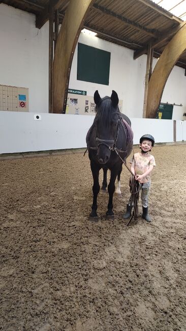 Braves Ponystute,13jahre,150cm., B.M., Horses For Sale, Großheide, Image 2