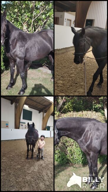 Braves Ponystute,13jahre,150cm., B.M., Horses For Sale, Großheide, Image 5