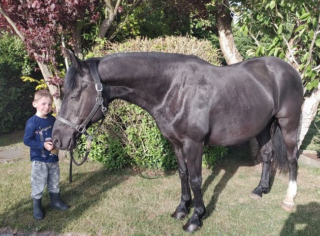 Braves Ponystute,13jahre,150cm., B.M., Horses For Sale, Großheide, Image 4