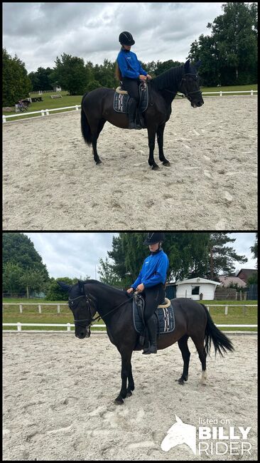 Brave Ponystute für Dressur/Springen/Vielseitigkeit, B.M., Horses For Sale, Großheide, Image 3