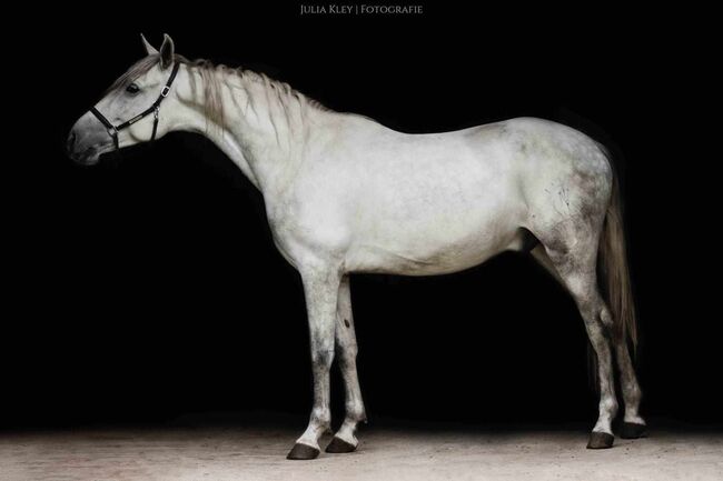 Braver PRE Wallach in Deutschland, ISPA - Iberische Sportpferde Agentur (ISPA - Iberische Sportpferde Agentur), Horses For Sale, Bedburg, Image 4