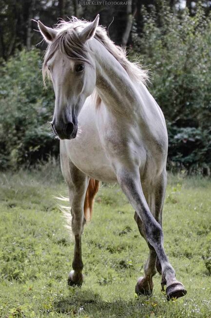 Braver PRE Wallach in Deutschland, ISPA - Iberische Sportpferde Agentur (ISPA - Iberische Sportpferde Agentur), Horses For Sale, Bedburg, Image 6