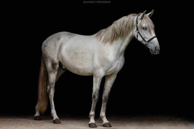 Braver PRE Wallach in Deutschland, ISPA - Iberische Sportpferde Agentur (ISPA - Iberische Sportpferde Agentur), Horses For Sale, Bedburg