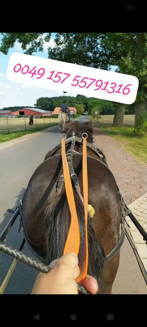 Braves Fahrpony an Bestplatz abzugeben, Familie, Horses For Sale, Rahden