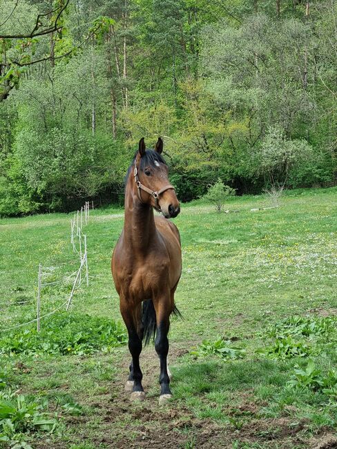 Braver Wallach, Freizeitpferd, Springpferd, Paula, Horses For Sale, Herborn, Image 5