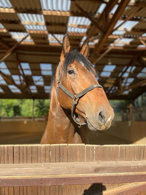 Braver Wallach, Freizeitpferd, Springpferd, Paula, Horses For Sale, Herborn, Image 3