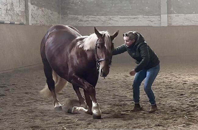 Braver Freizeit Wallach, Poker , Horses For Sale, Leipzig, Image 5
