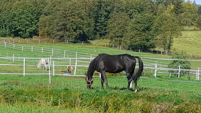 Gekörter Shagya Araber Hengst abst.von 211 Sirio x Gazal-4, Pferdevermittlung Leus (Pferdevermittlung Leus ), Horses For Sale, Tiefenbach, Image 2