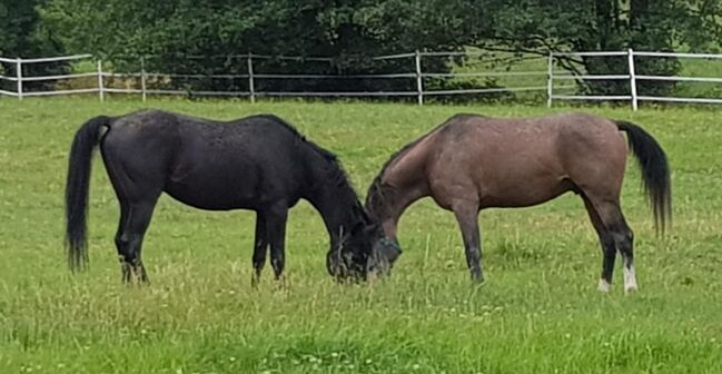 Gekörter Shagya Araber Hengst abst.von 211 Sirio x Gazal-4, Pferdevermittlung Leus (Pferdevermittlung Leus ), Horses For Sale, Tiefenbach, Image 5