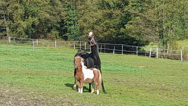 Gekörter Shagya Araber Hengst abst.von 211 Sirio x Gazal-4, Pferdevermittlung Leus (Pferdevermittlung Leus ), Horses For Sale, Tiefenbach, Image 7