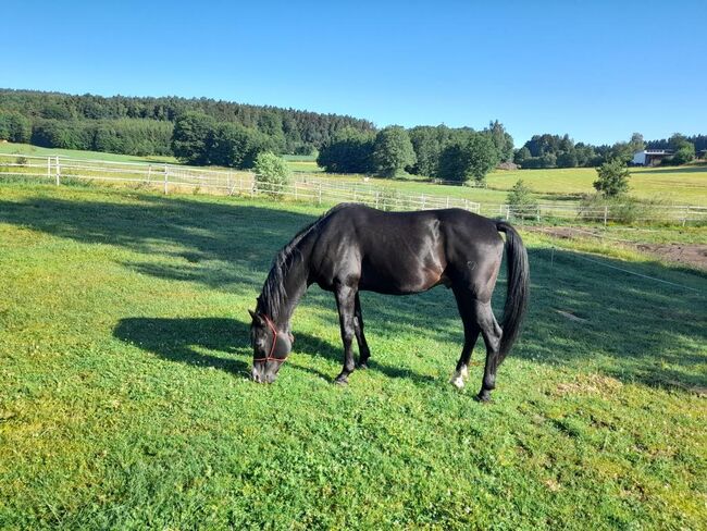 Gekörter Shagya Araber Hengst abst.von 211 Sirio x Gazal-4, Pferdevermittlung Leus (Pferdevermittlung Leus ), Horses For Sale, Tiefenbach, Image 8