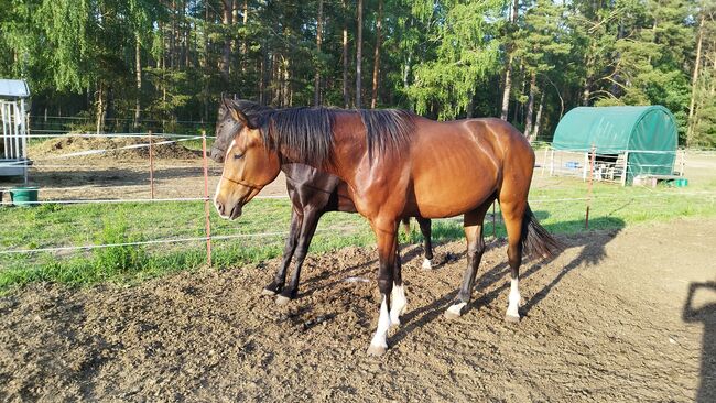 Goldberg x Staatsprämienstute, Wallach Zweijährig, WB, Charlotte Redzewsky, Horses For Sale, Rheinsberg Flecken Zechlin, Image 4