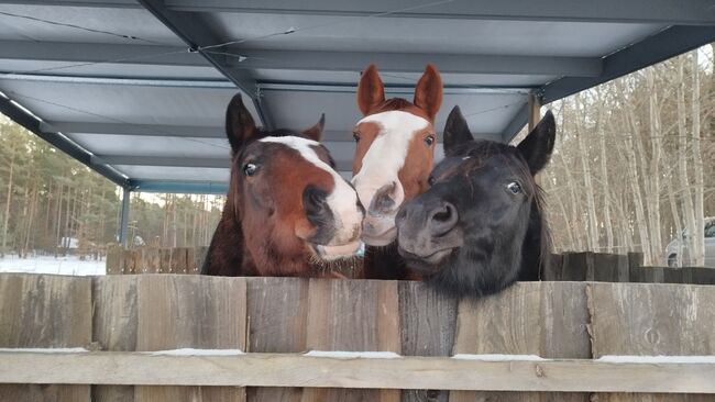 Goldberg x Staatsprämienstute, Wallach Zweijährig, WB, Charlotte Redzewsky, Horses For Sale, Rheinsberg Flecken Zechlin, Image 5