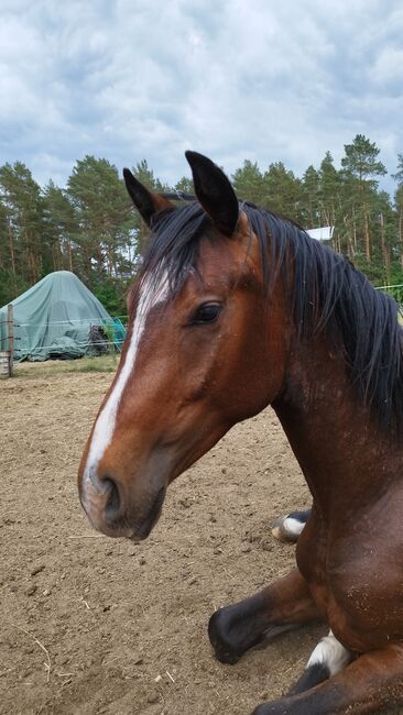 Goldberg x Staatsprämienstute, Wallach Zweijährig, WB, Charlotte Redzewsky, Horses For Sale, Rheinsberg Flecken Zechlin