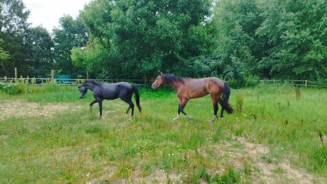 Goldberg x Staatsprämienstute, Wallach Zweijährig, WB, Charlotte Redzewsky, Horses For Sale, Rheinsberg Flecken Zechlin, Image 3