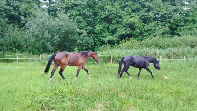 Goldberg x Staatsprämienstute, Wallach Zweijährig, WB, Charlotte Redzewsky, Horses For Sale, Rheinsberg Flecken Zechlin, Image 2