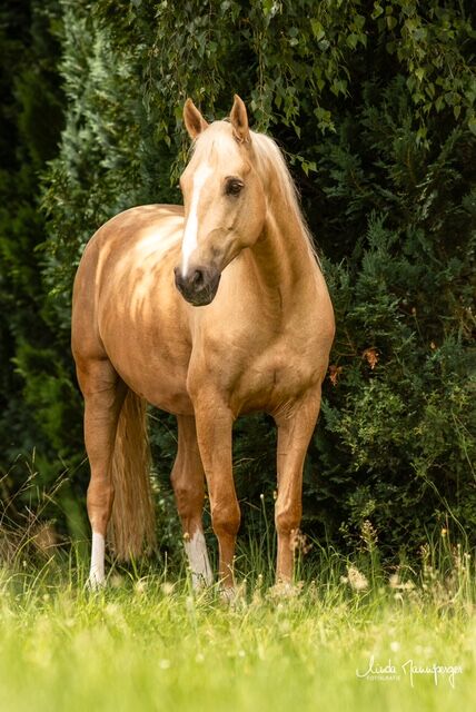 #goldenboy #barbiehorse, WOW Pferd  (WOW Pferd), Horses For Sale, Bayern - Attenkirchen, Image 7