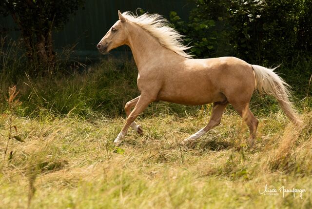 #goldenboy #barbiehorse, WOW Pferd  (WOW Pferd), Horses For Sale, Bayern - Attenkirchen, Image 4