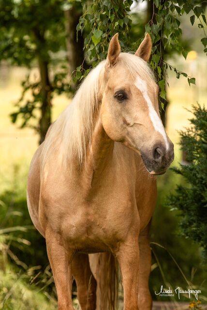 #goldenboy #barbiehorse, WOW Pferd  (WOW Pferd), Horses For Sale, Bayern - Attenkirchen, Image 5