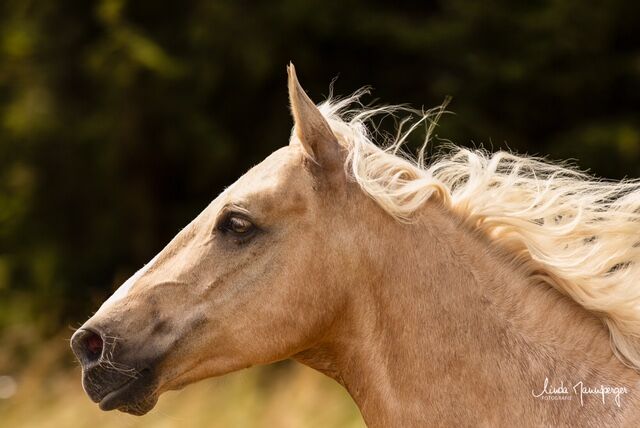 #goldenboy #barbiehorse, WOW Pferd  (WOW Pferd), Pferd kaufen, Bayern - Attenkirchen, Abbildung 6