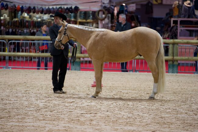 Goldglänzender, sehr menschenbezogener Quarter Horse Wallach, Kerstin Rehbehn (Pferdemarketing Ost), Pferd kaufen, Nienburg