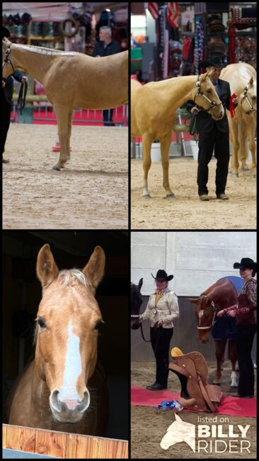 Goldglänzender, sehr menschenbezogener Quarter Horse Wallach, Kerstin Rehbehn (Pferdemarketing Ost), Pferd kaufen, Nienburg, Abbildung 5