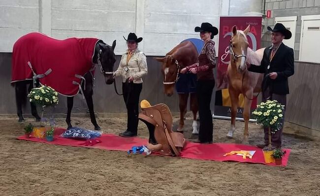 Goldglänzender, sehr menschenbezogener Quarter Horse Wallach, Kerstin Rehbehn (Pferdemarketing Ost), Pferd kaufen, Nienburg, Abbildung 4