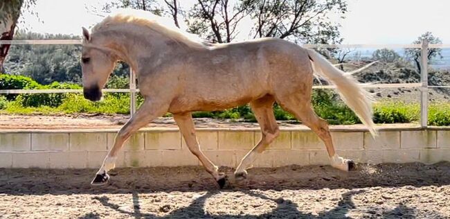 Goldpalomino Andalusier mit viel Potenzial / Dressur, Freizeit, Post-Your-Horse.com, Horses For Sale, Riu Rau, Image 5