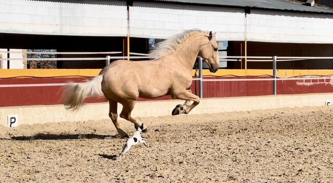 Goldpalomino Andalusier mit viel Potenzial / Dressur, Freizeit, Post-Your-Horse.com, Horses For Sale, Riu Rau, Image 3