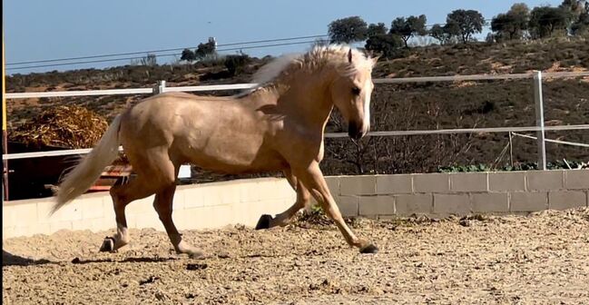 Goldpalomino Andalusier mit viel Potenzial / Dressur, Freizeit, Post-Your-Horse.com, Horses For Sale, Riu Rau, Image 6