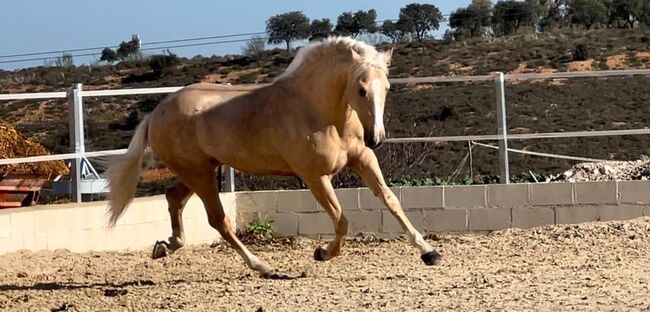 Goldpalomino Andalusier mit viel Potenzial / Dressur, Freizeit, Post-Your-Horse.com, Pferd kaufen, Riu Rau, Abbildung 2