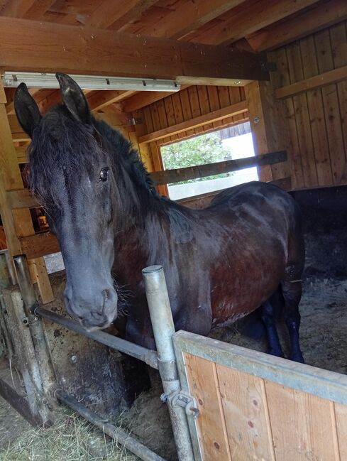 Braver 11 jähriger Friese, Magdalena Heim , Horses For Sale, Isny im Allgäu, Image 5