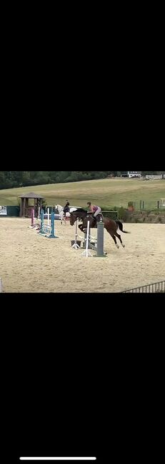 Braver großer Wallach mit toller Springmanier, Laura , Horses For Sale, Ruppichteroth, Image 2