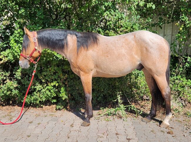 braver buckskin roan Quarter Horse Wallach, Kerstin Rehbehn (Pferdemarketing Ost), Horses For Sale, Nienburg