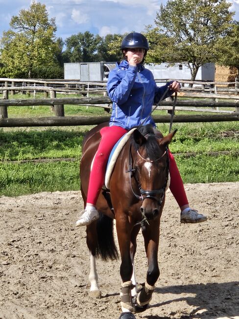 Braves Kinder/- Amateur Pferd, Steffi, Horses For Sale, Korschenbroich, Image 3