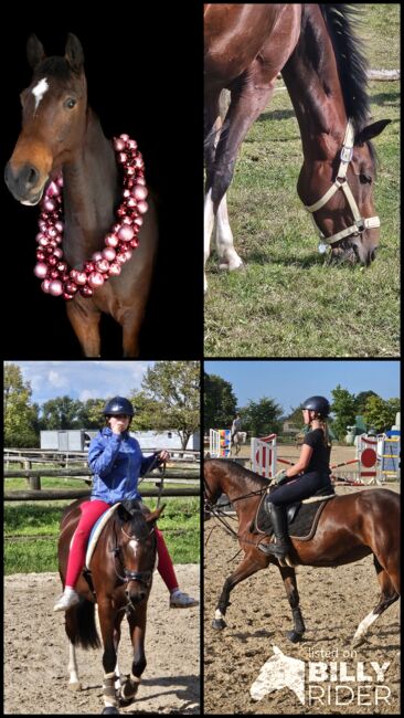 Braves Kinder/- Frauen Pferd, Steffi, Horses For Sale, Korschenbroich, Image 5