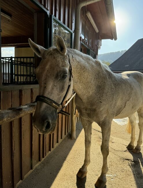 Braver Wallach, Dorothee, Horses For Sale, Stattegg