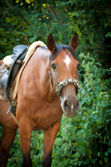 Brave Stute für Sport- und Freizeitreiter, Pauline E., Horses For Sale, Gleisdorf, Image 8