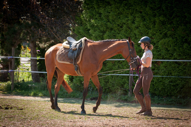 Brave Stute für Sport- und Freizeitreiter, Pauline E., Horses For Sale, Gleisdorf, Image 6