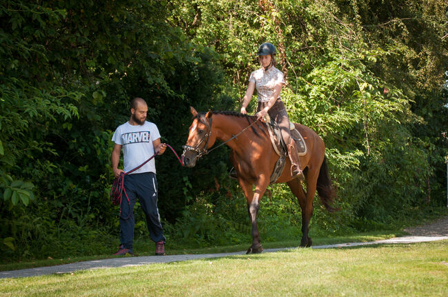 Brave Stute für Sport- und Freizeitreiter, Pauline E., Horses For Sale, Gleisdorf, Image 2