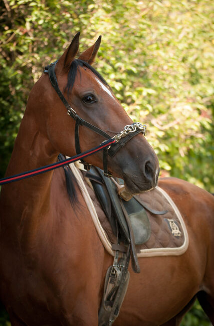 Brave Stute für Sport- und Freizeitreiter, Pauline E., Horses For Sale, Gleisdorf, Image 11