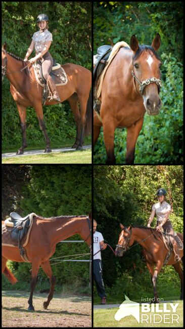 Brave Stute für Sport- und Freizeitreiter, Pauline E., Horses For Sale, Gleisdorf, Image 13