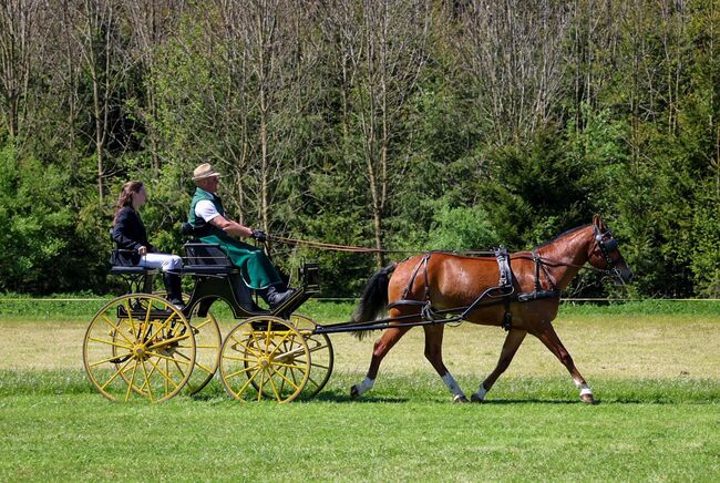 Gutmütiger 3Jähriger Freiberger Wallach, Sarah Wick, Horses For Sale, Arnegg, Image 7