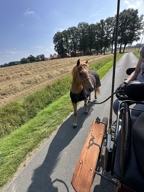 Braver Ponywallach, Leah  Schulte, Horses For Sale, Eggermühlen, Image 3
