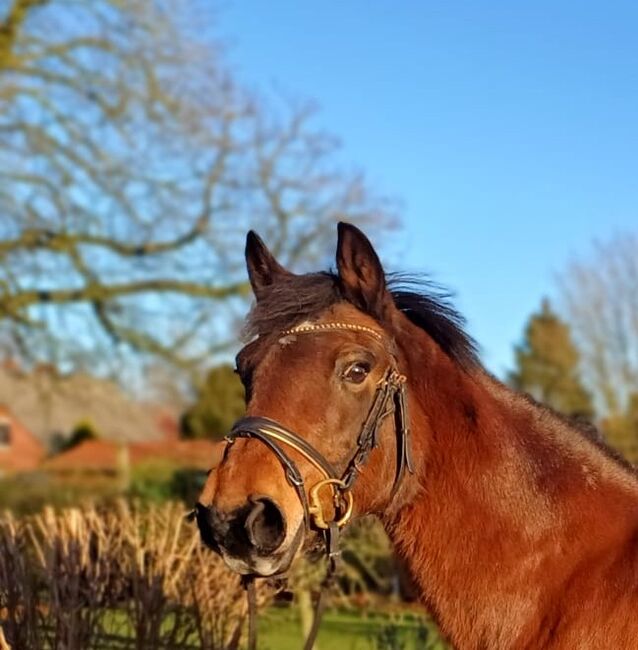 Brave Ponystute, B.M., Horses For Sale, Großheide