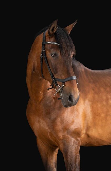 Braver PRE Wallach in Deutschland, ISPA - Iberische Sportpferde Agentur (ISPA - Iberische Sportpferde Agentur), Horses For Sale, Bedburg
