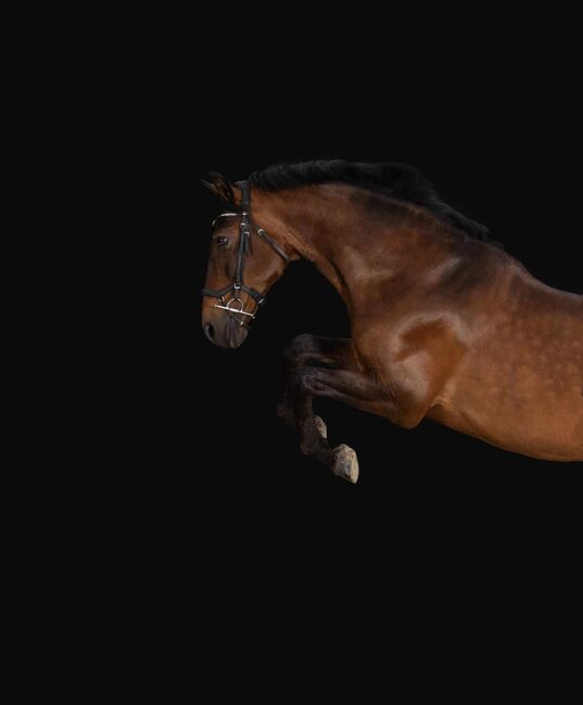 Braver PRE Wallach in Deutschland, ISPA - Iberische Sportpferde Agentur (ISPA - Iberische Sportpferde Agentur), Horses For Sale, Bedburg, Image 3